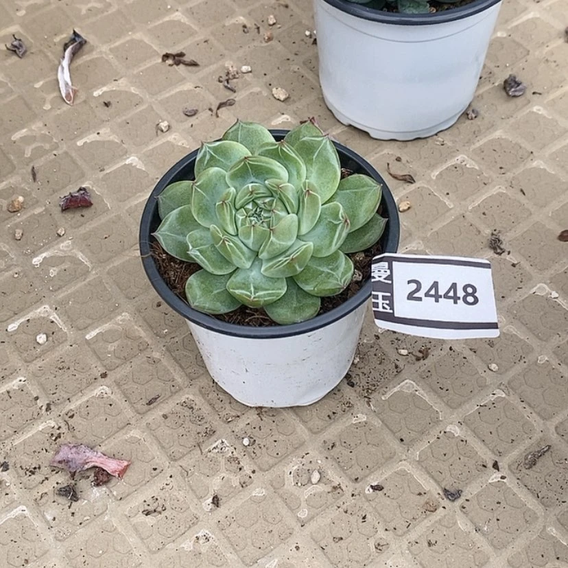 【闪购商品】雪花珍妮2448