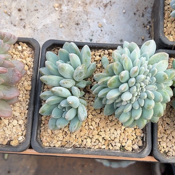 叶插奶糖群生缀化多肉