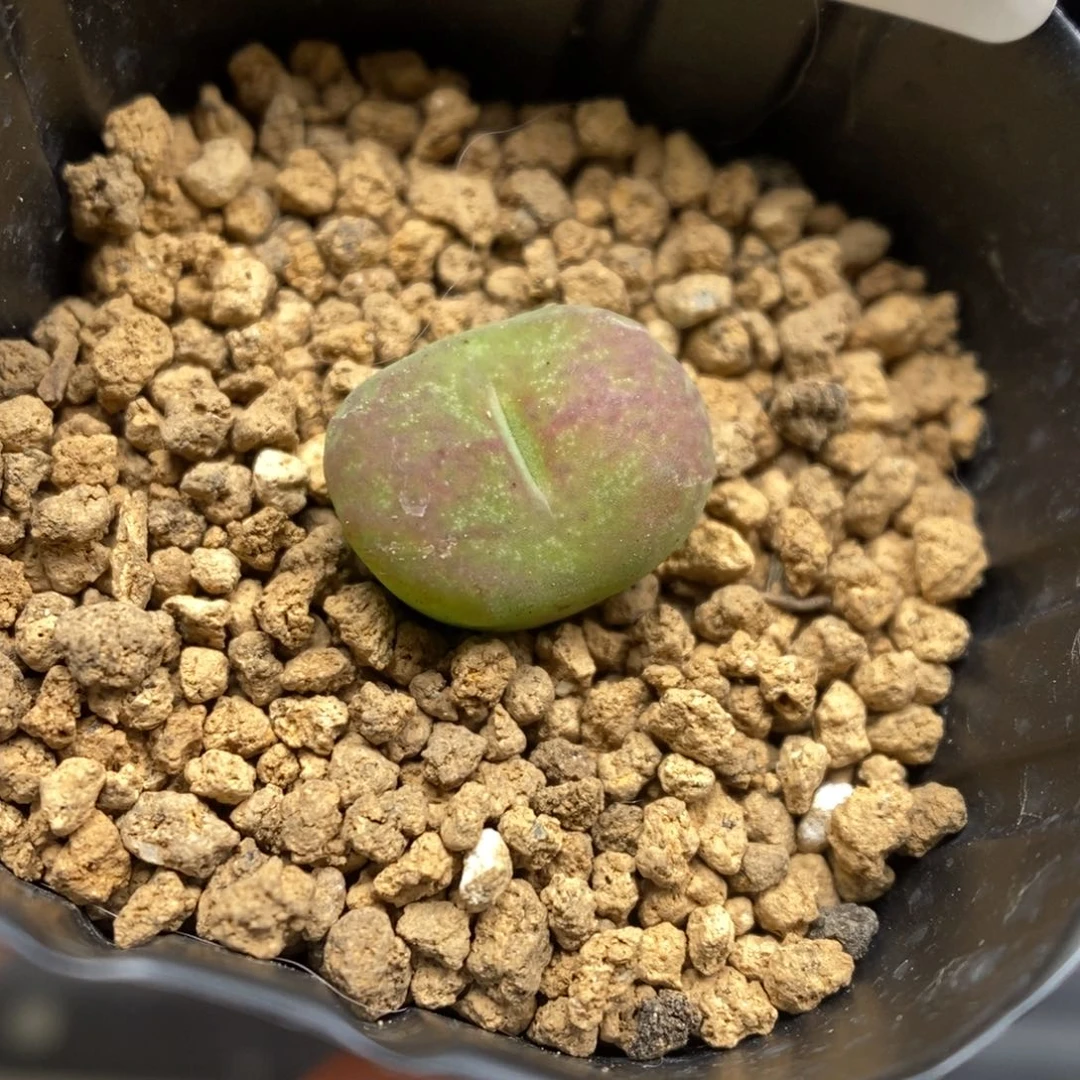 多肉植物肉锥杂交K-3983 墨杂