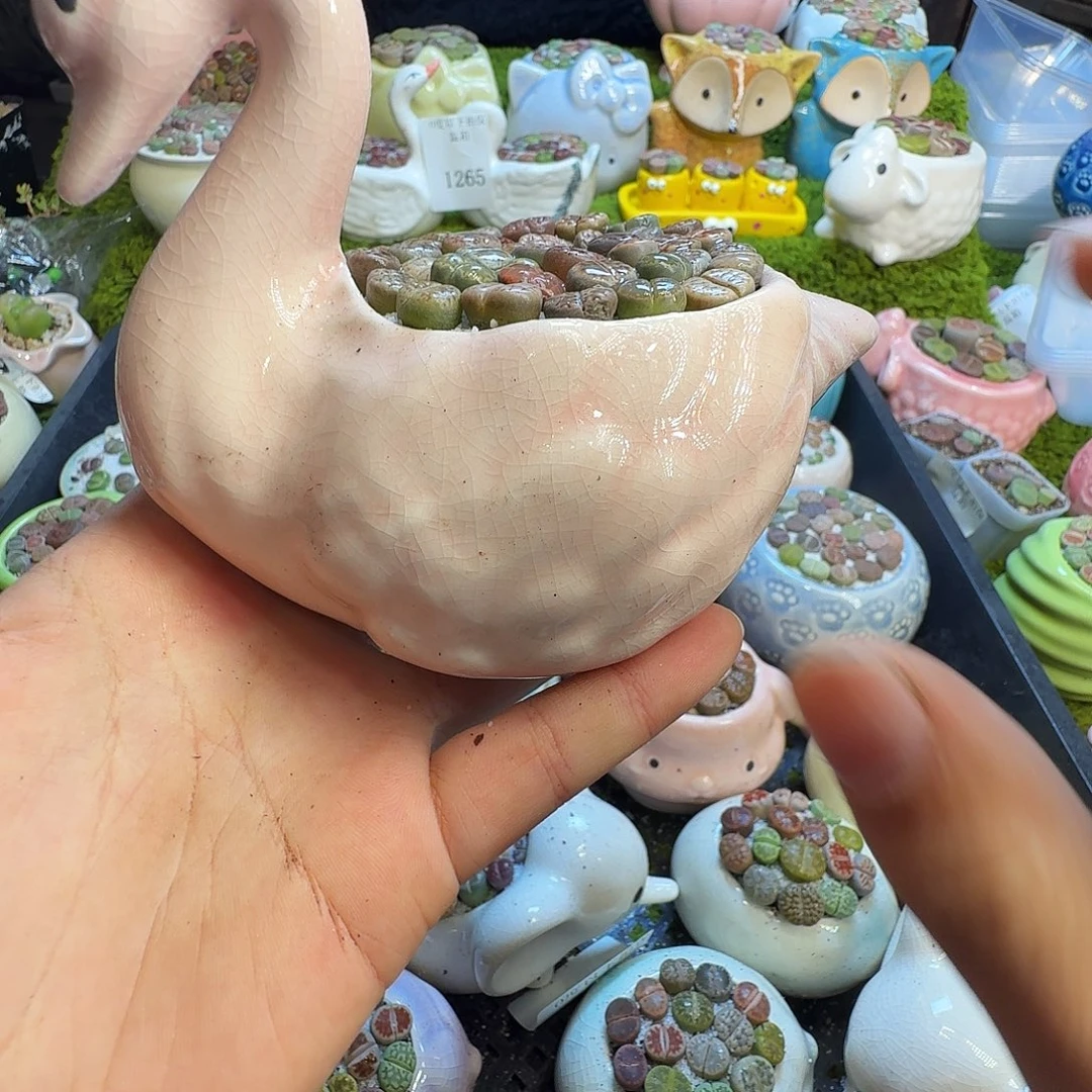 多肉植物的生长发育1273