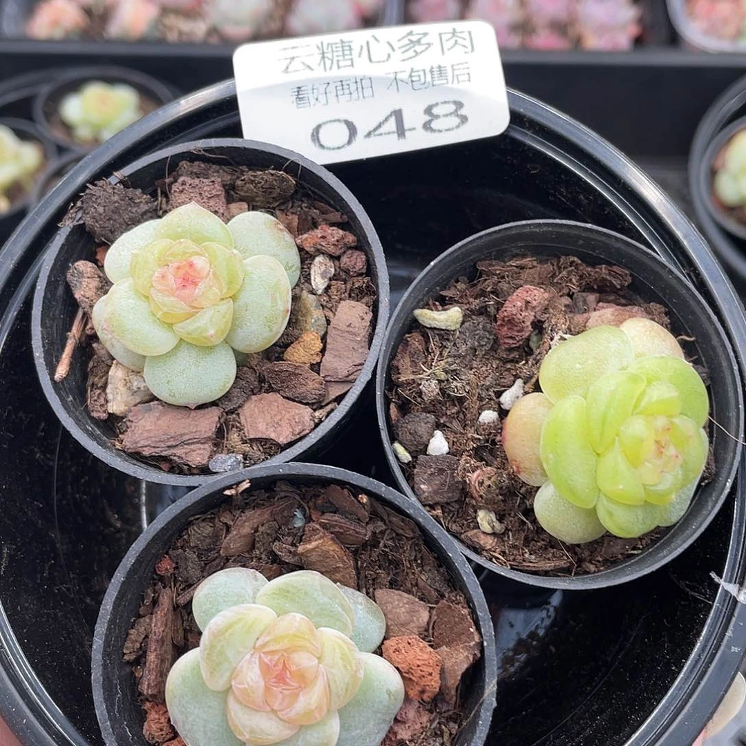 云糖心多肉植物48