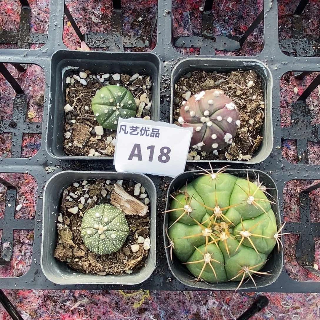 A18 精品多肉一物一拍