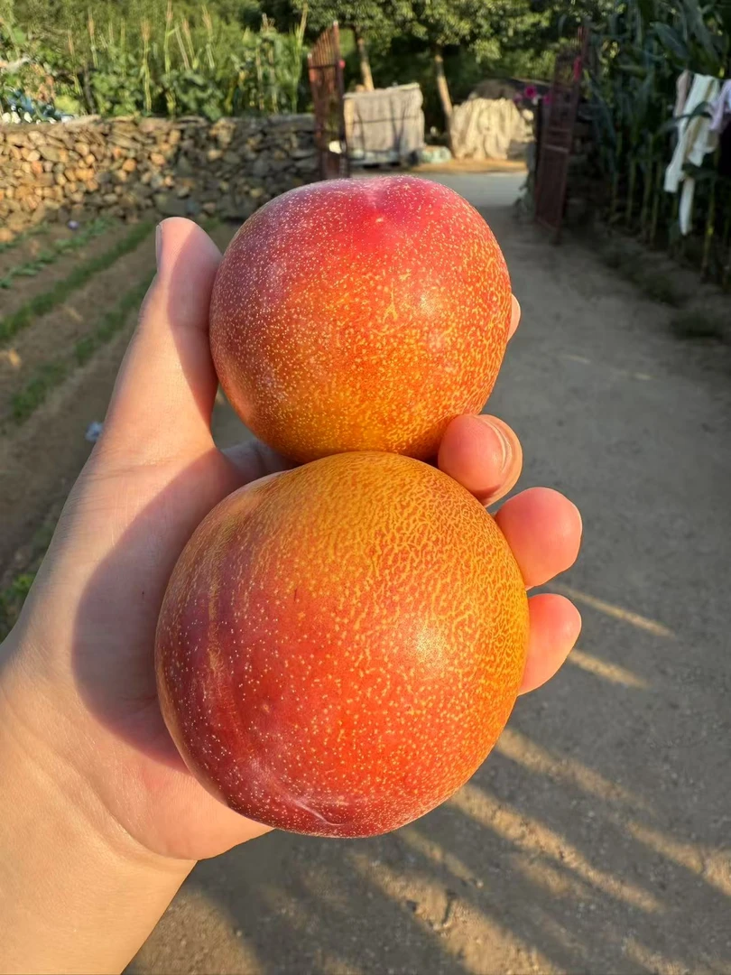 东北正宗大红袍李子软糯香甜口口爆汁大果新鲜当季水果整箱包邮