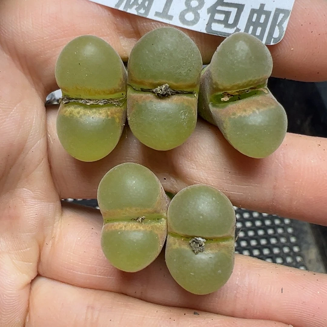 【闪购商品】062……