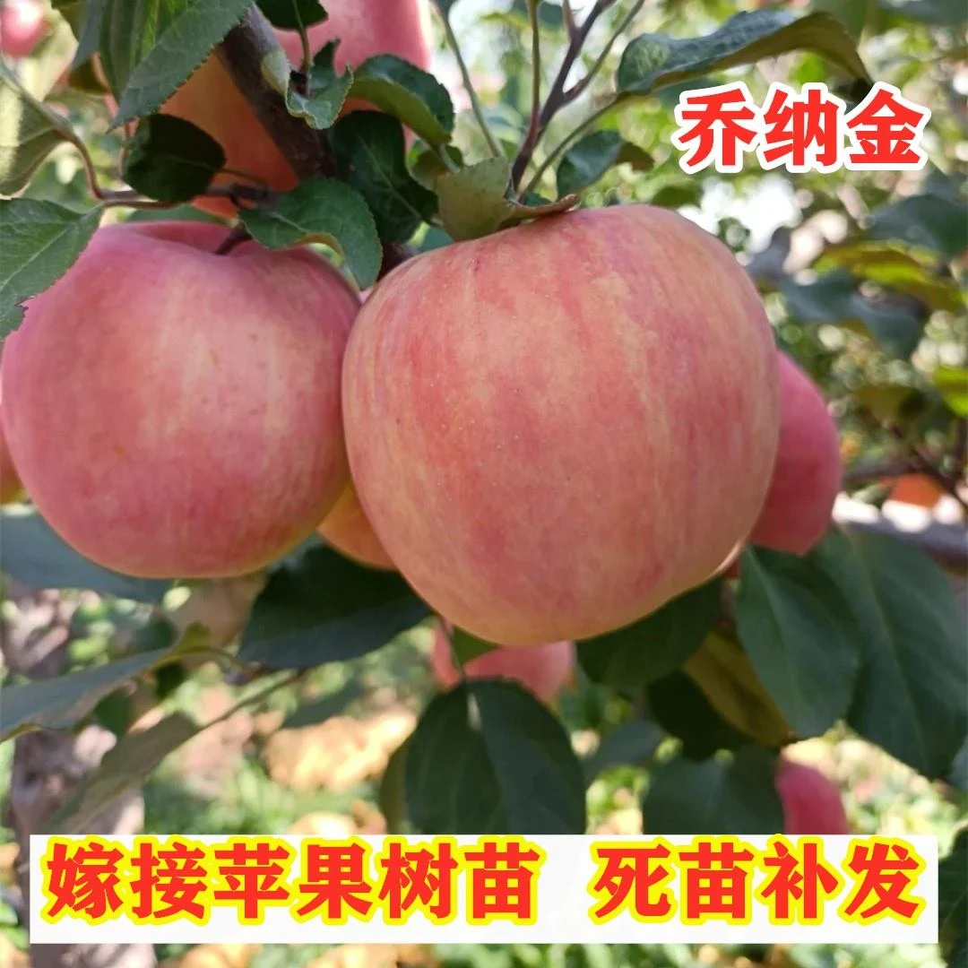 乔纳金苹果树苗嫁接特大苹果苗南方北方种植果树盆栽地栽当年结果