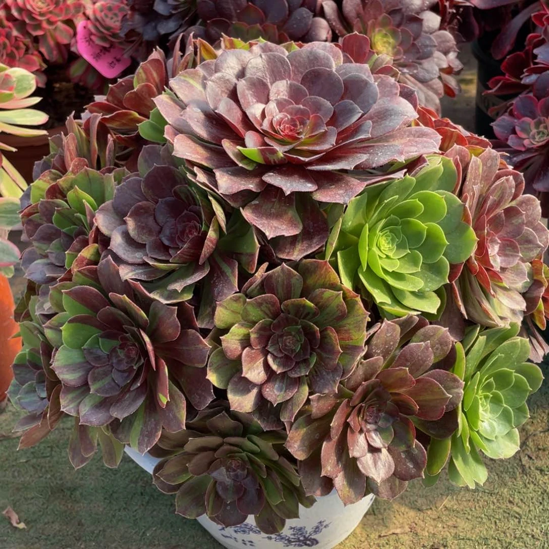 星*481花月夜大鹏花精品法师多肉