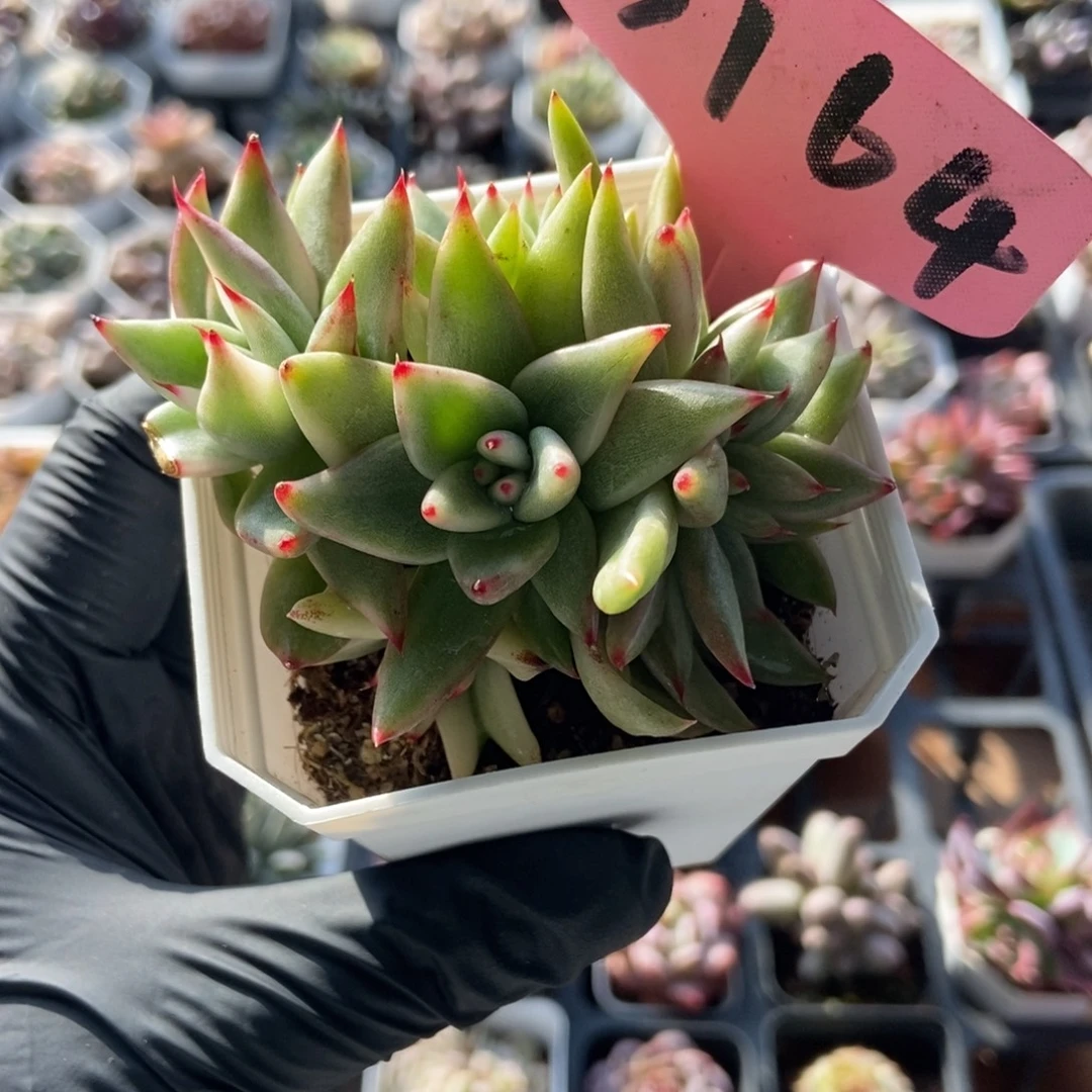 3164乌木锦多肉植物