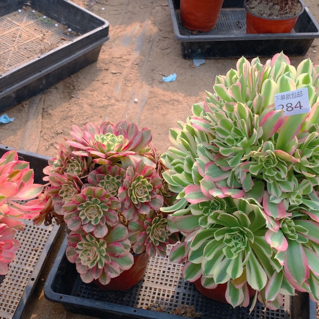 284法师组合老桩多肉