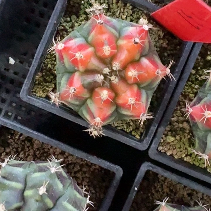 L537-1201广东发货 山姆