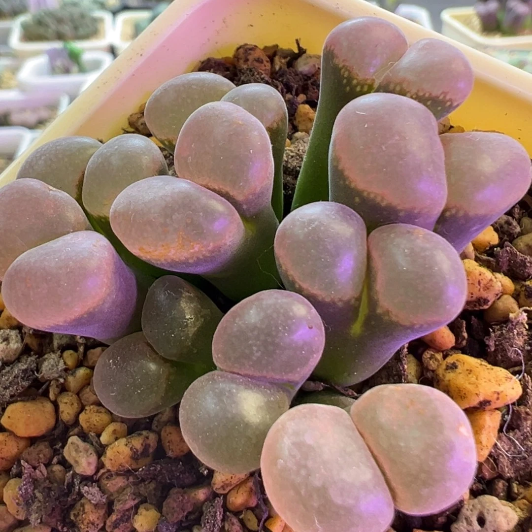 捧花粉窗风铃 肉锥植物