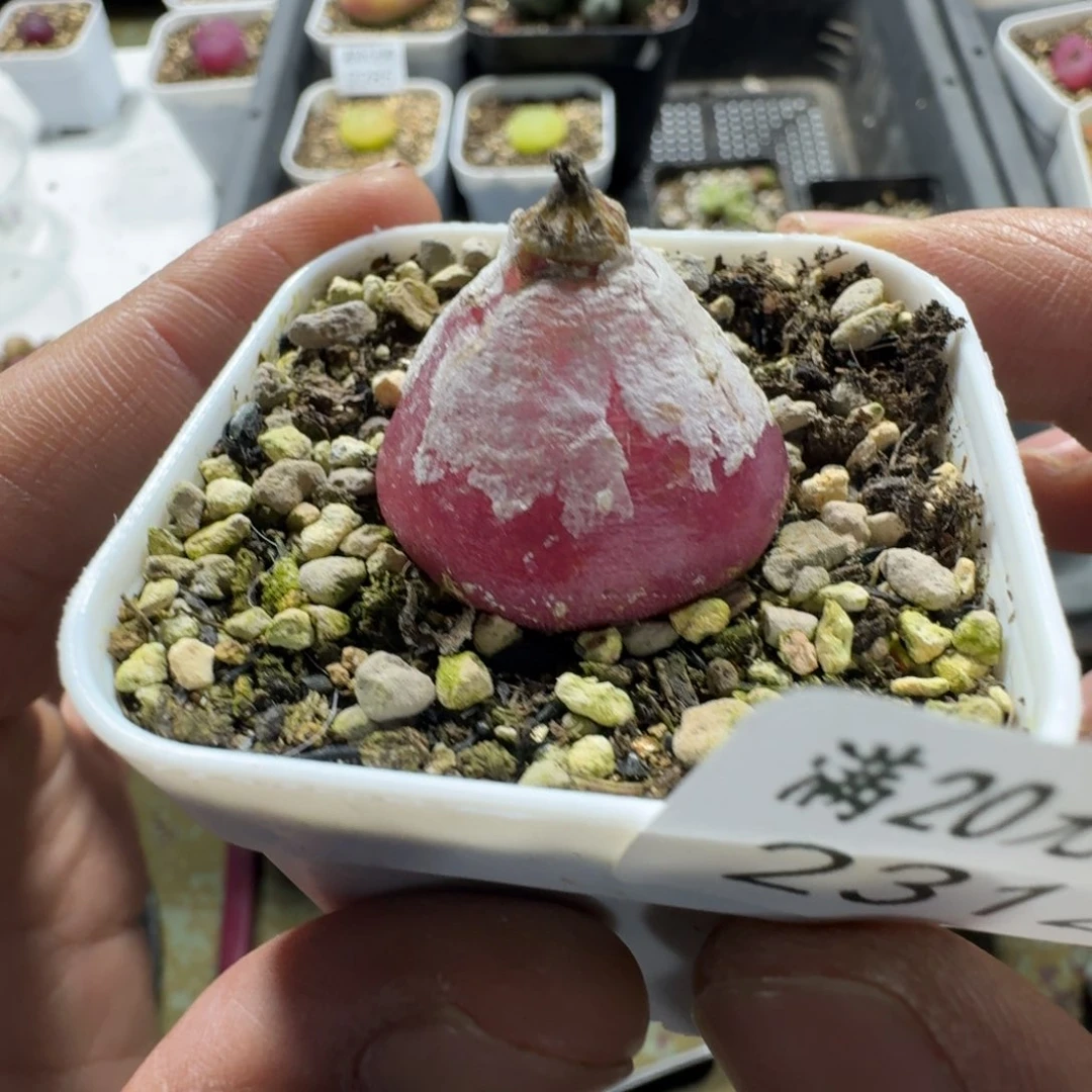 ?**?2312。灯泡一颗。带盆土发货