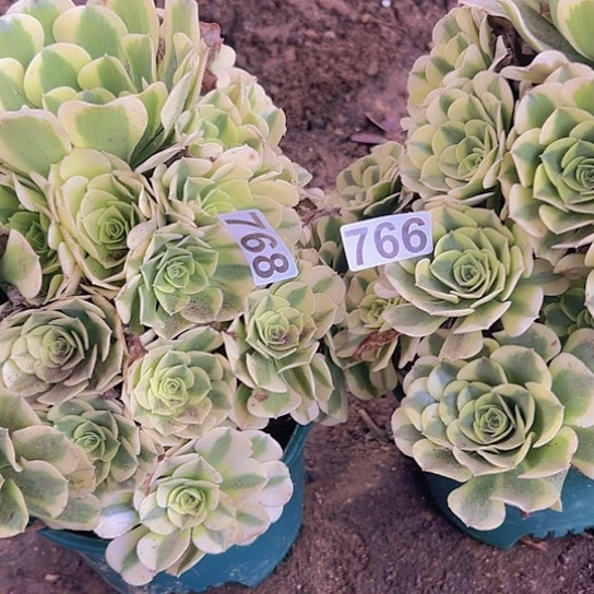 小***陈多肉植物两个绿豆沙