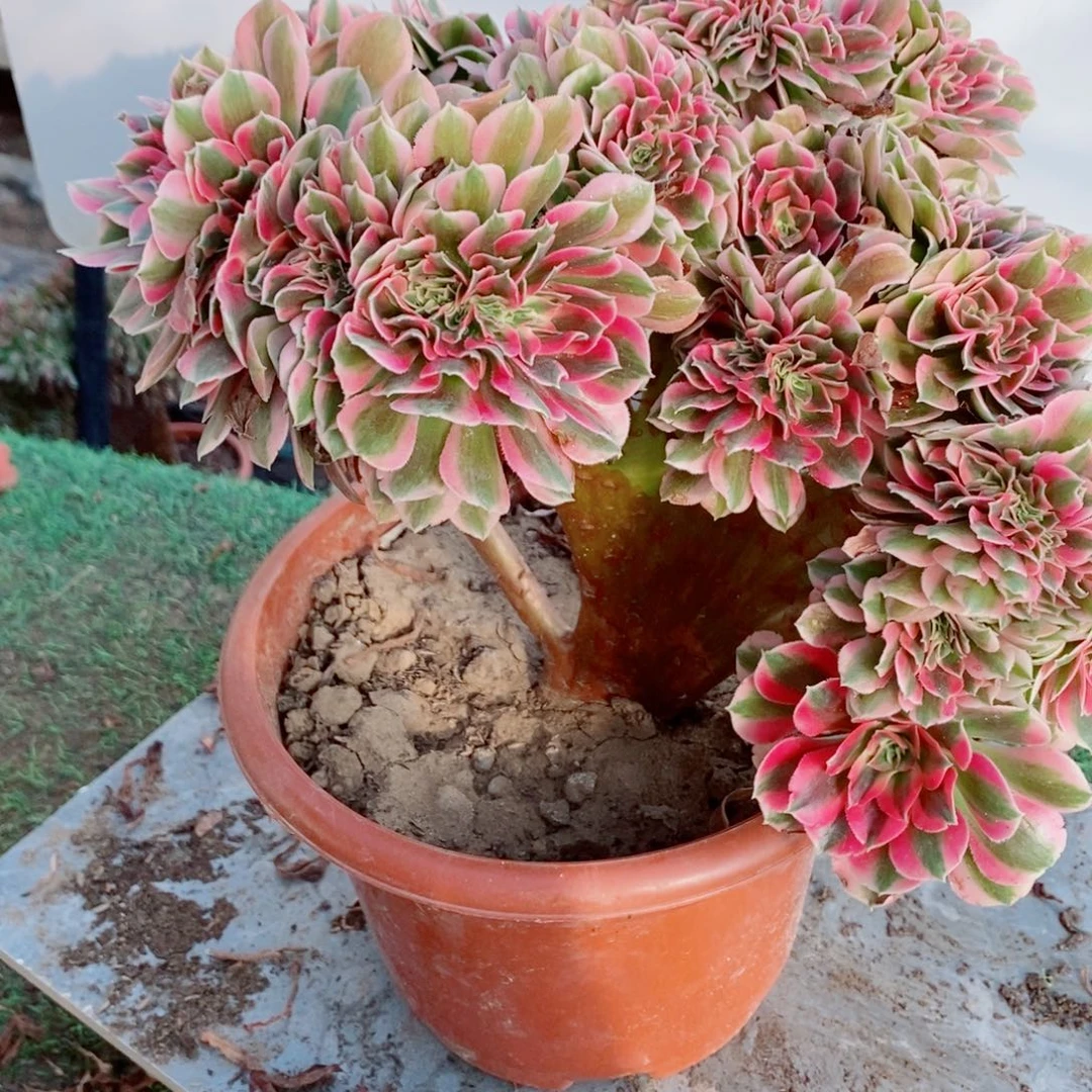 完全开放6312号粉女巫缀化1颗