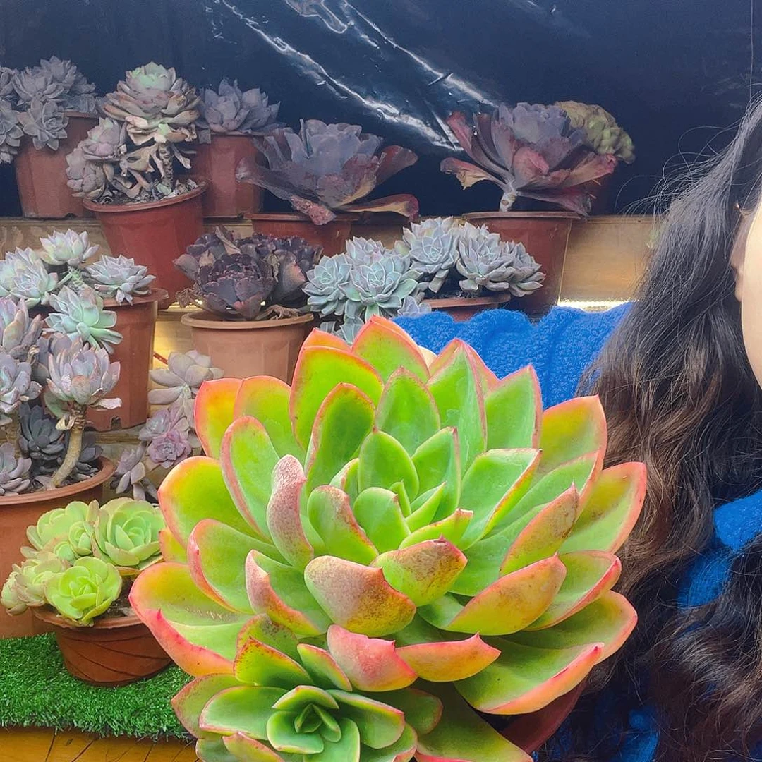 无铅玻璃花蝴蝶多肉