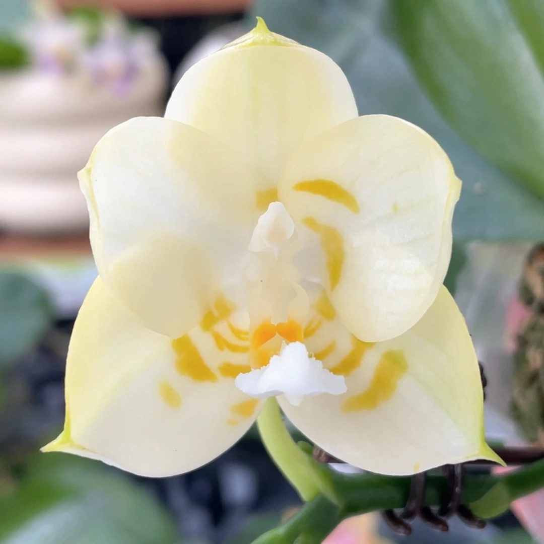 完全开放2.5开花，浓香