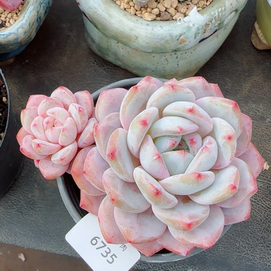 飘枝雪之魄，6735多肉植物