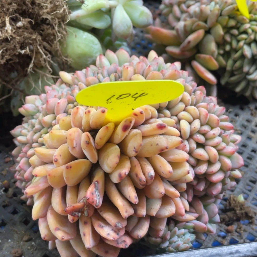 糖心星影缀有瑕疵介意勿拍104