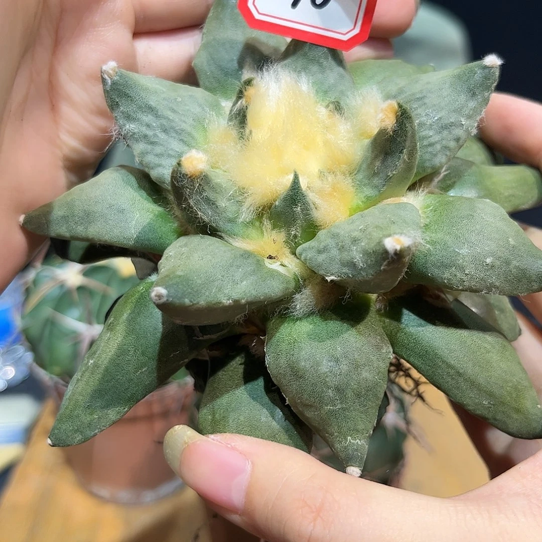 10号13cm龙牙花牡丹萝卜根
