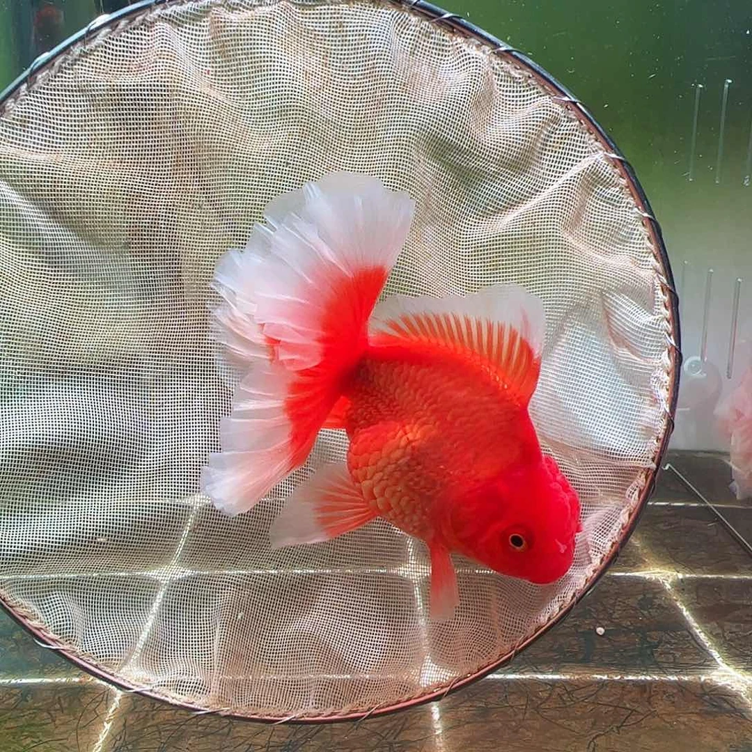金鱼百褶泰狮压成5