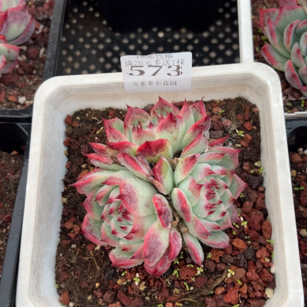 573号三头吉娃娃一物一拍满18包邮