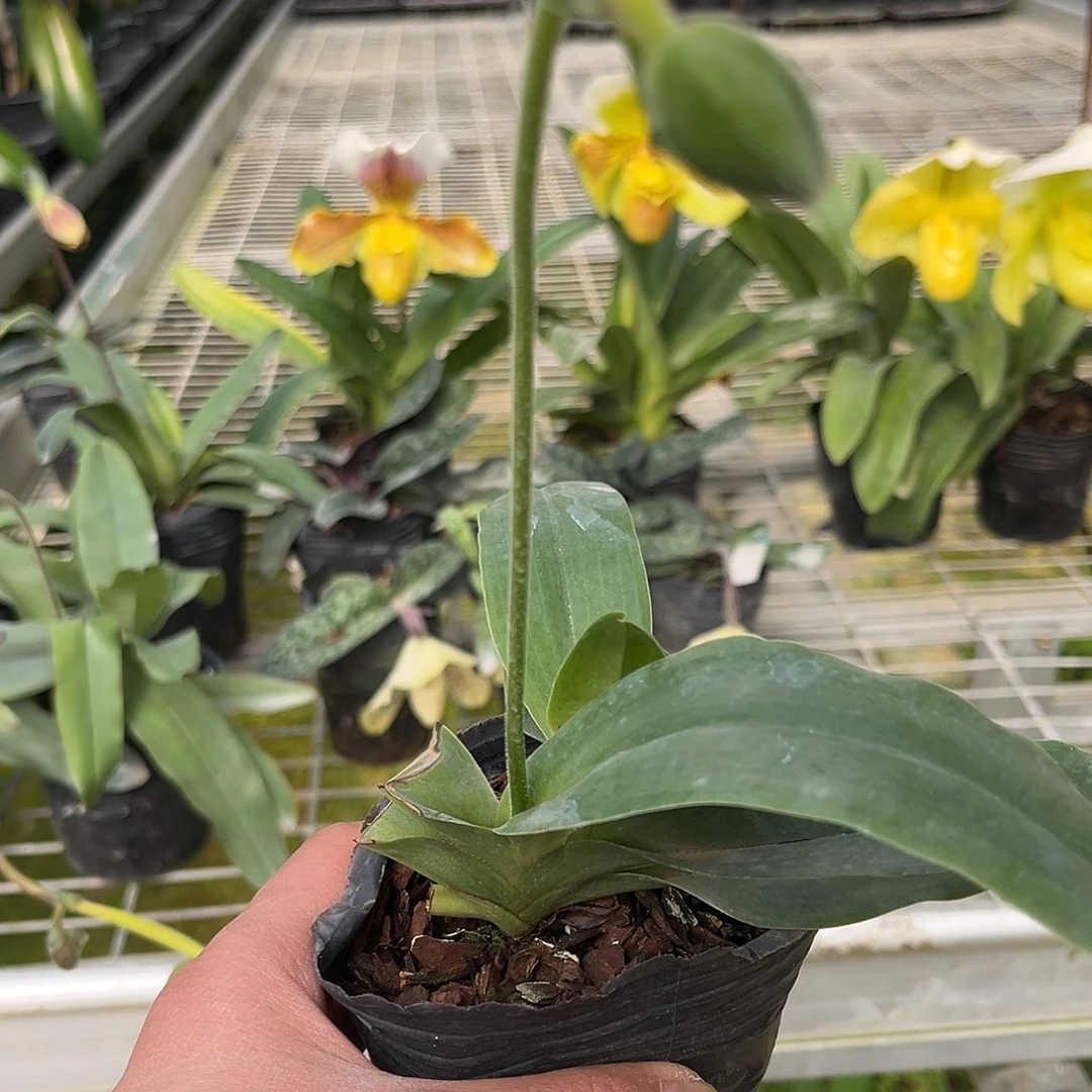 全部花苞报春带花苞带花剑