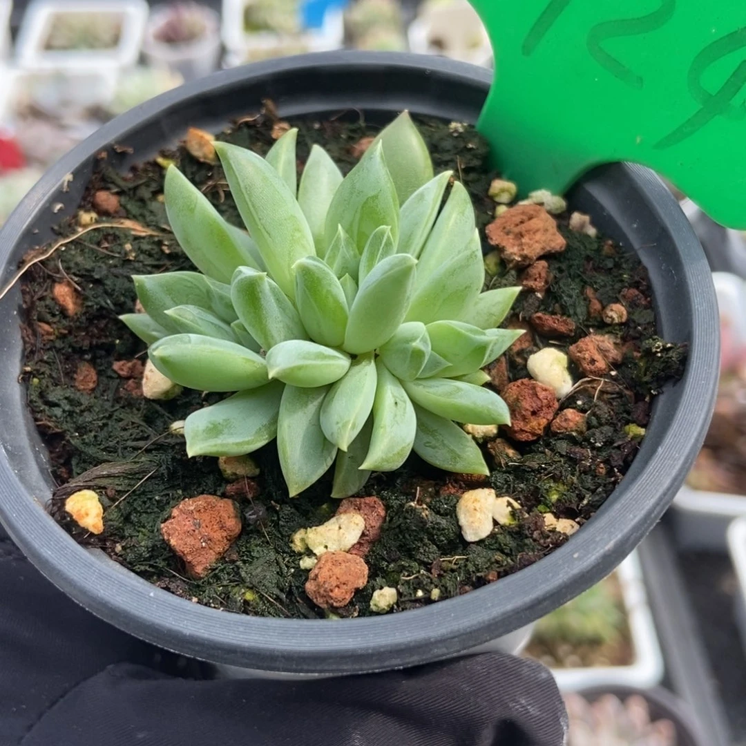 924牵手杂多肉植物保护