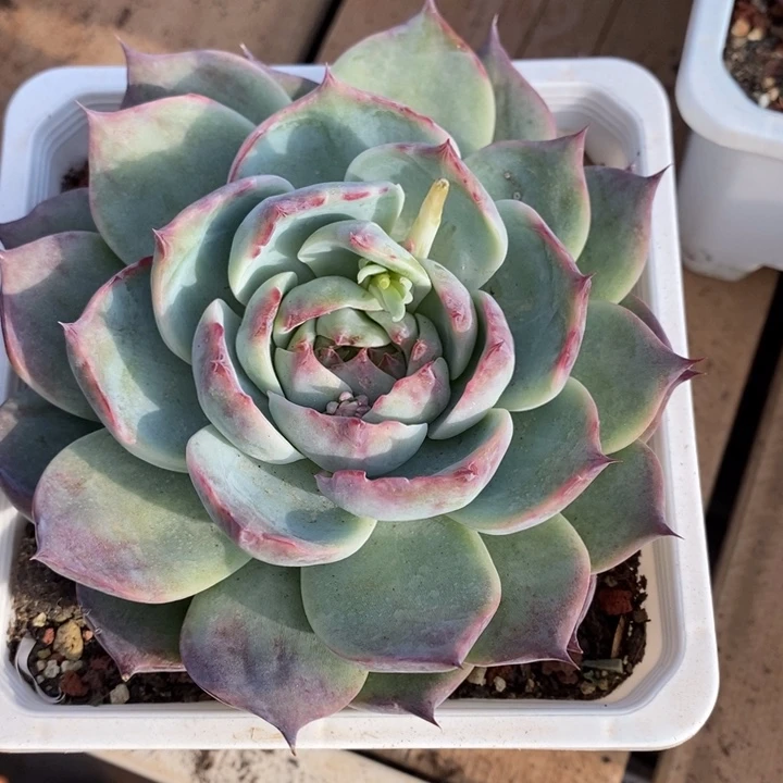 D089- 直播福利惊鸿仙子