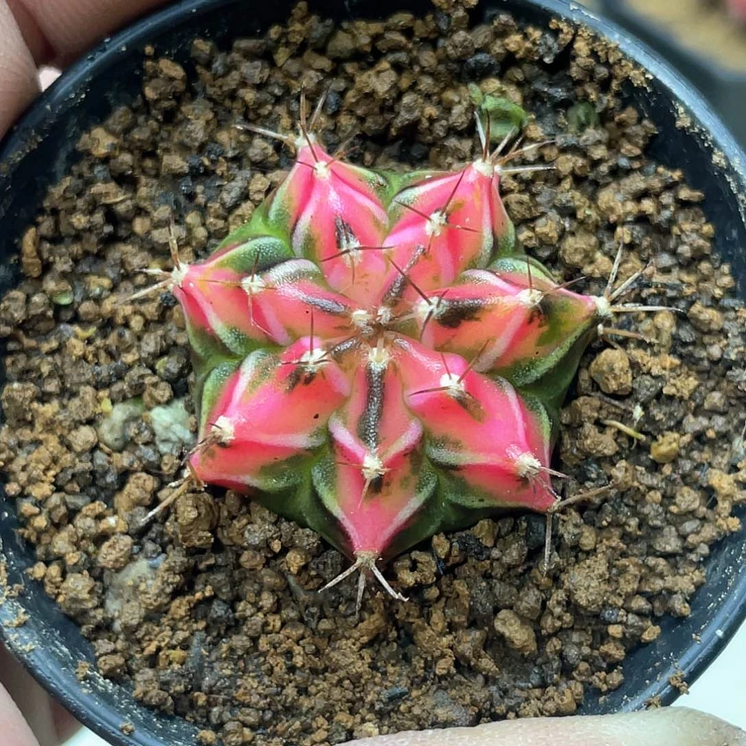 泰系，神品侧芽自根