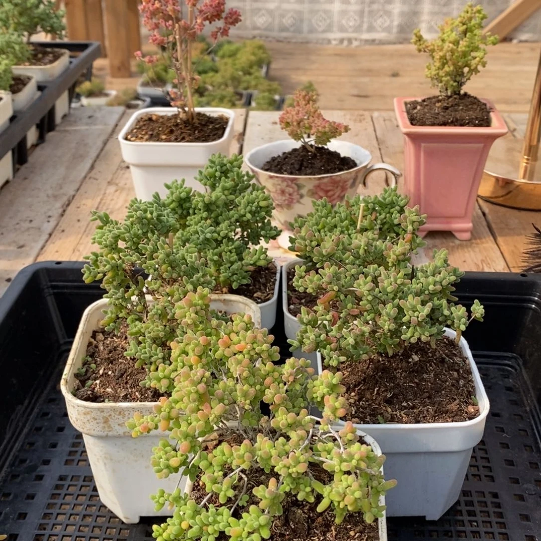 枝干蜜桔糖球来了哦045