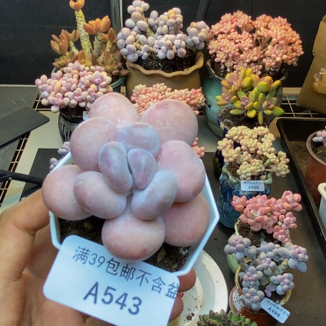 543橙雪球多肉5c m