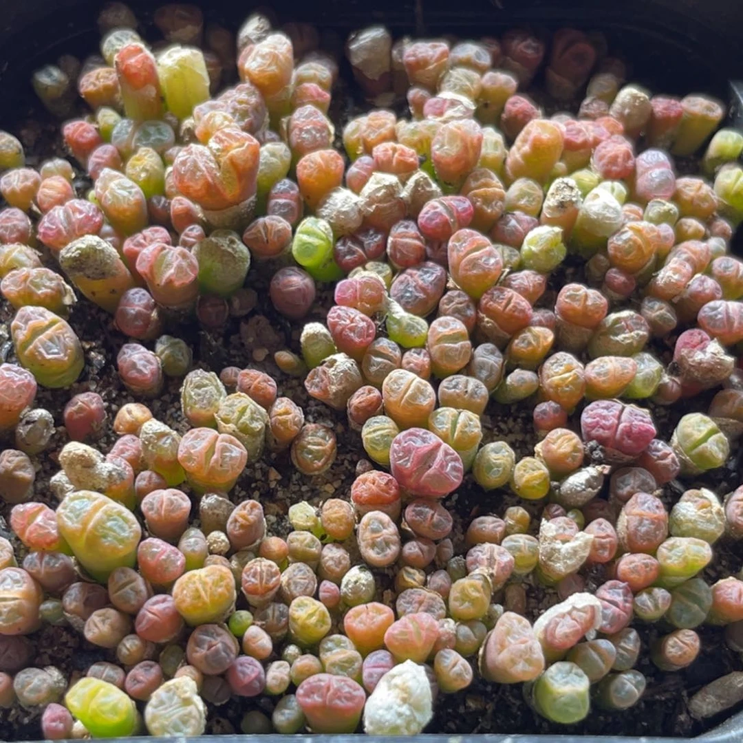 大盆特价一物一拍～52