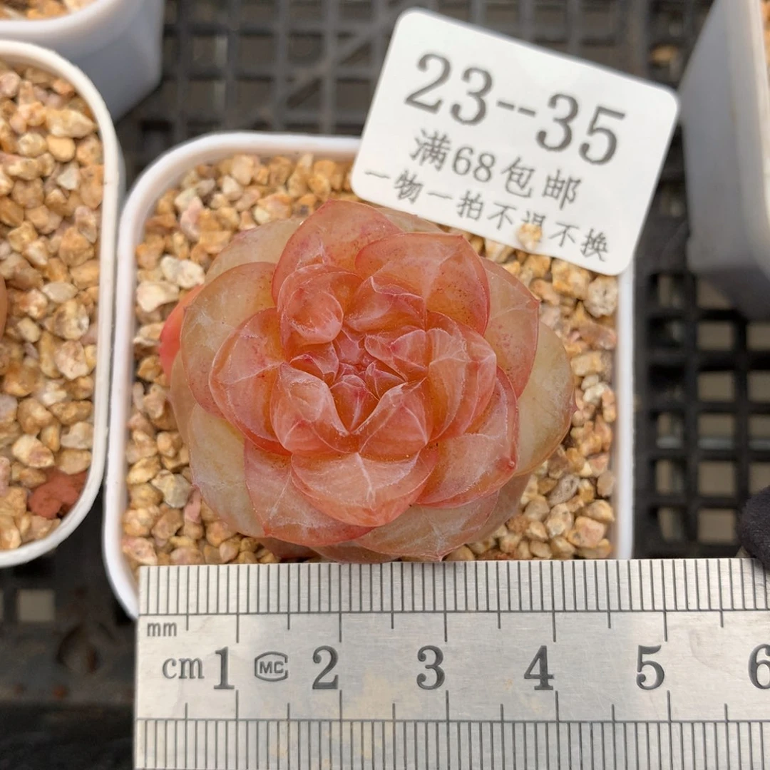 35。珊瑚。珍妮糖心。