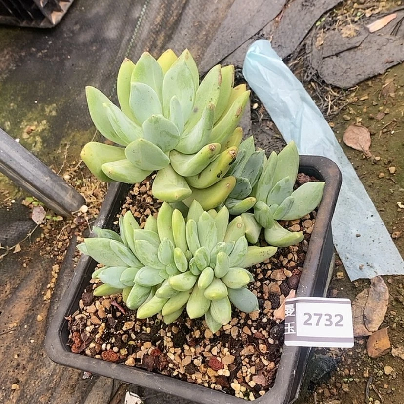 【闪购商品】海洋之心缀2732