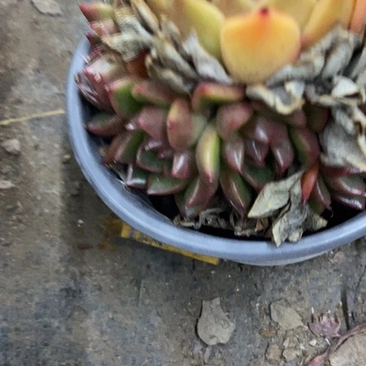 糯**子一物一拍绿意东云313