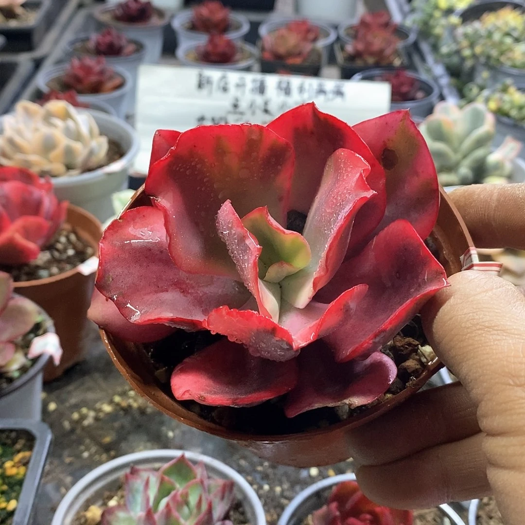 1453精美多肉火烈鸟锦