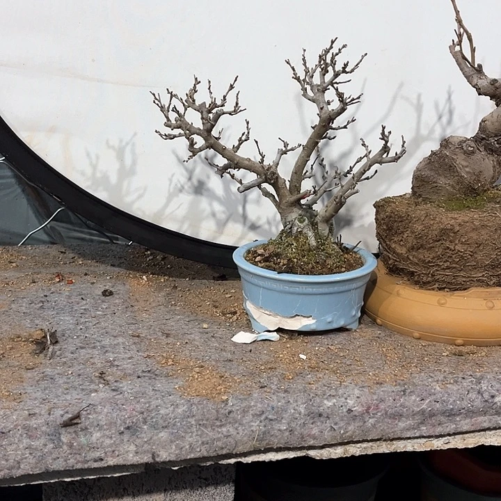 搞****星盆景植物120