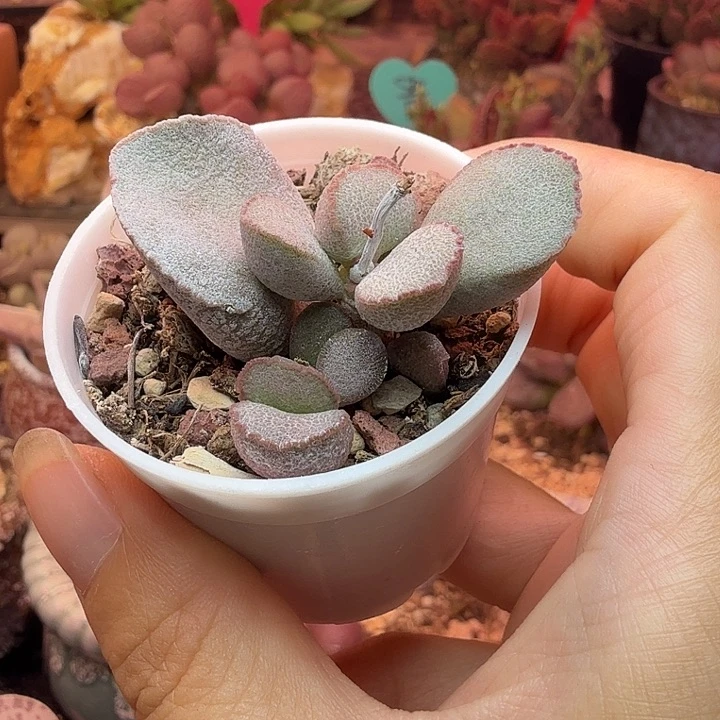 水蜜桃和草莓都很好吃