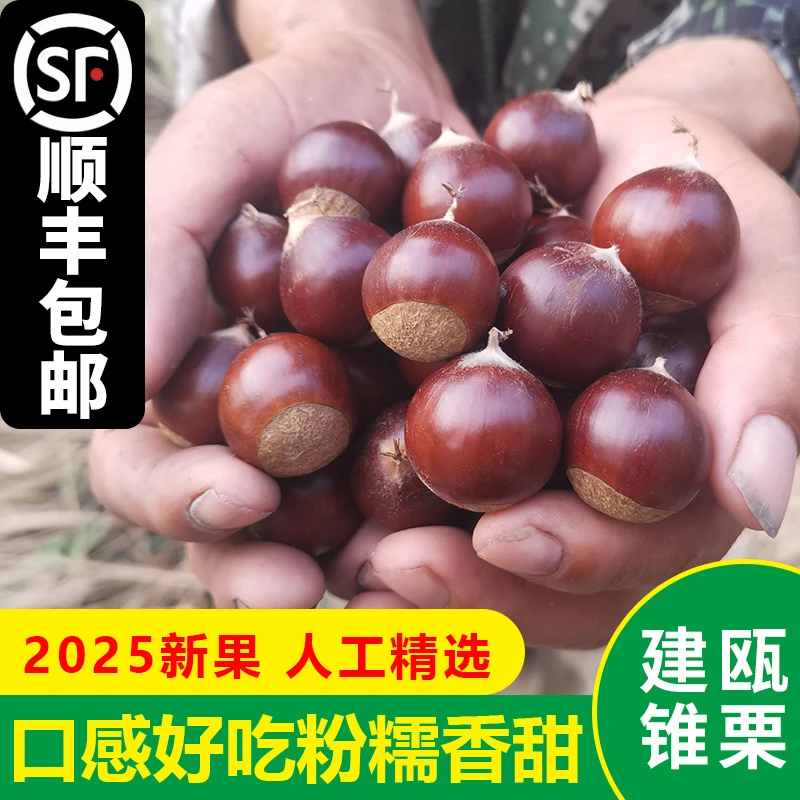 【顺丰】现摘建瓯锥栗毛栗子高山生锥栗福建板栗新鲜圆板栗尖栗5斤
