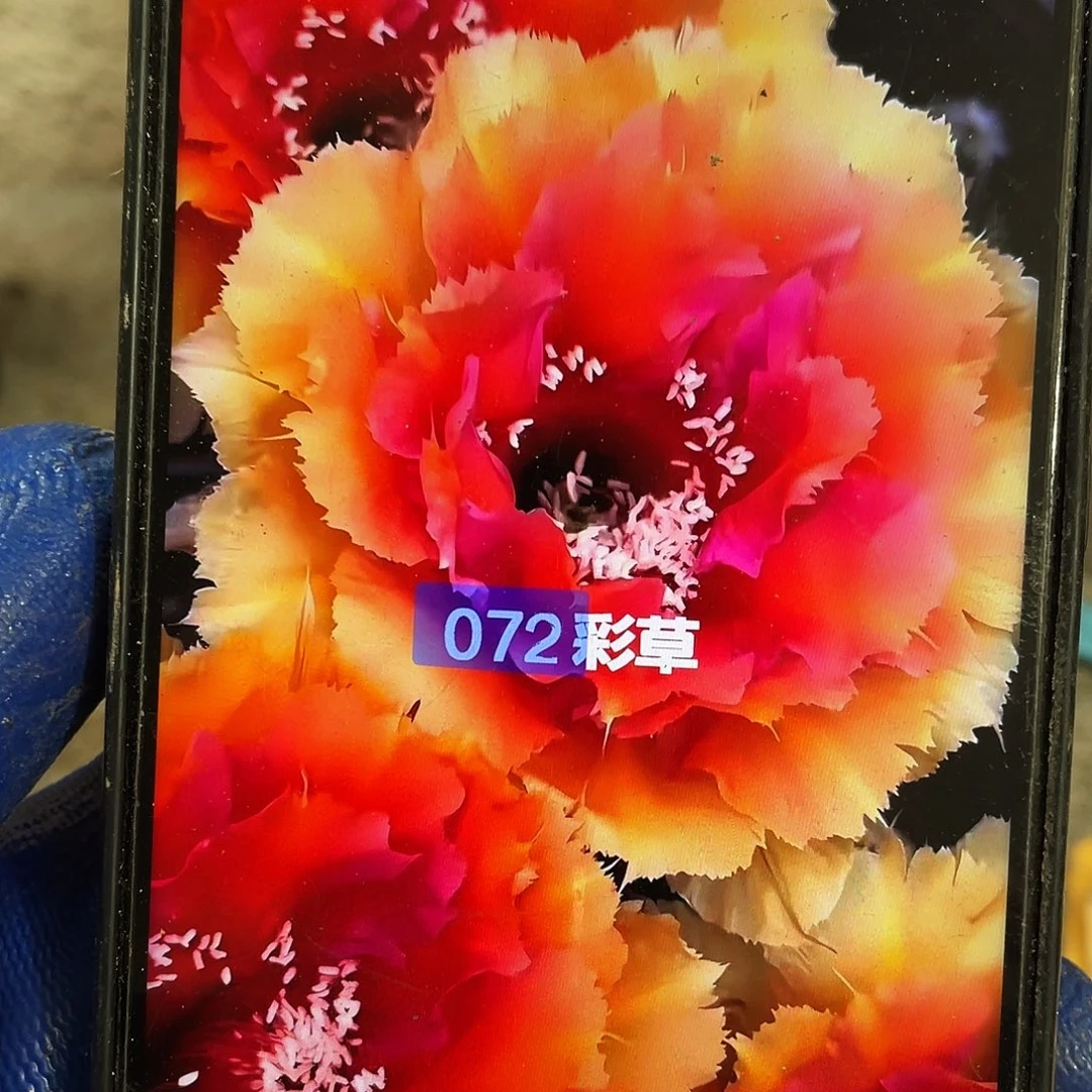 072自根球7公分左右