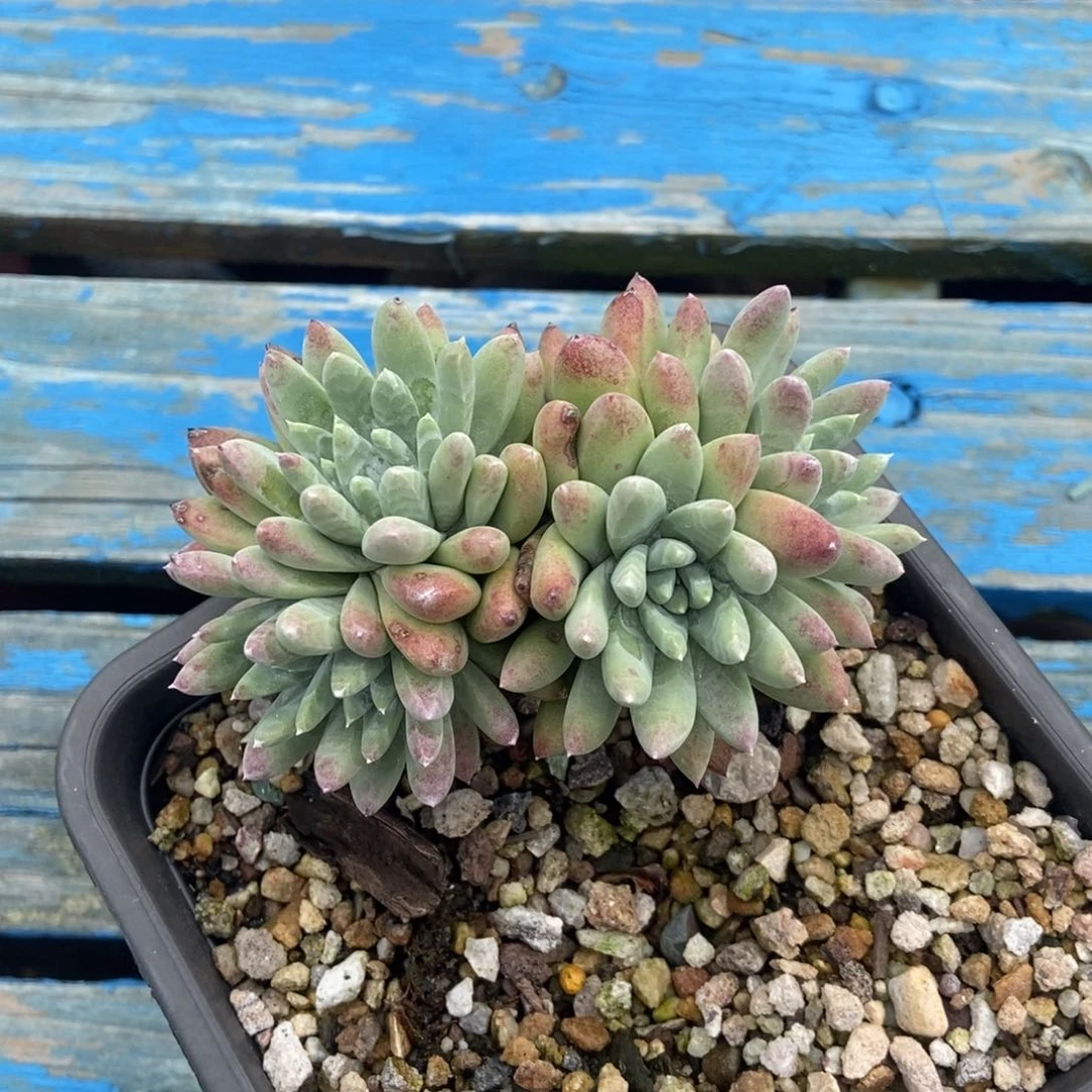 白姆多肉植物啦啦啦