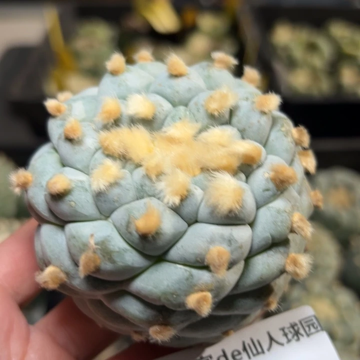 南****981 帮发根 仙人球