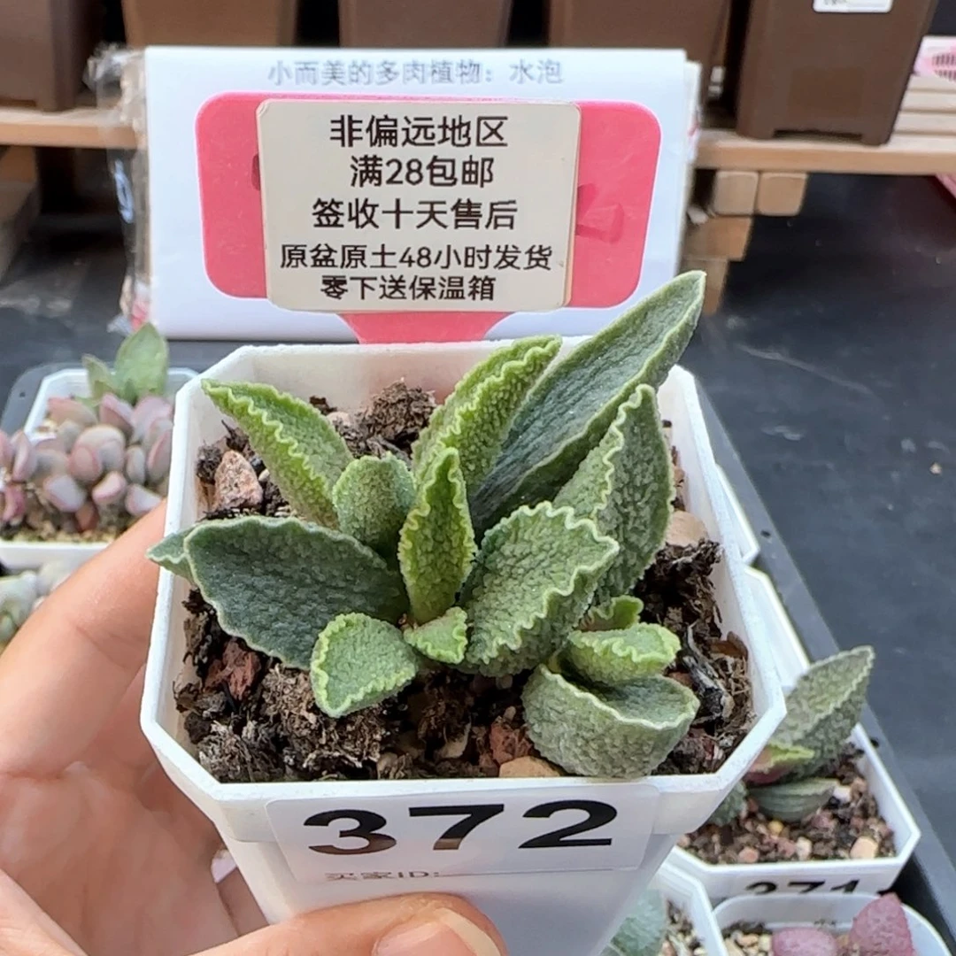 372绿皮多肉植物