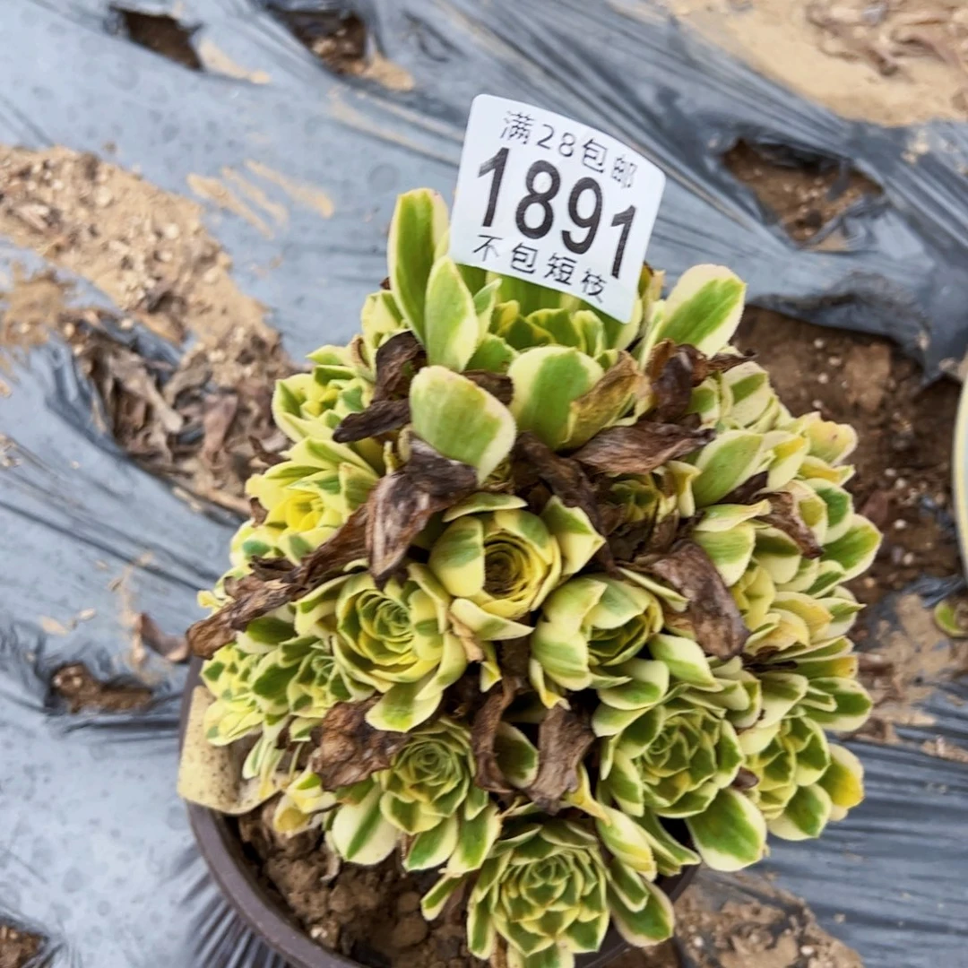 1891迈巴赫多肉植物法师