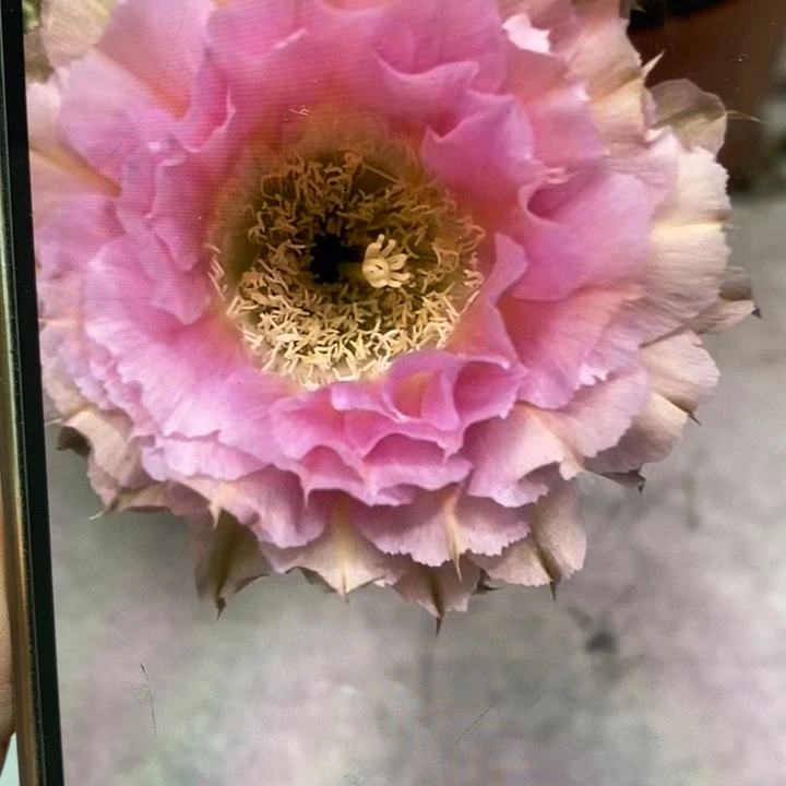 彩草318侧芽3.5公分左右