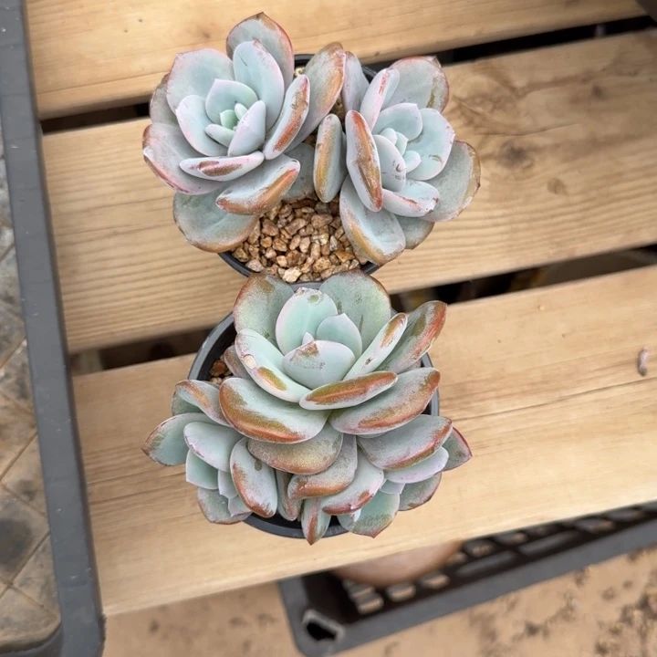 两颗一起的一物一拍的的