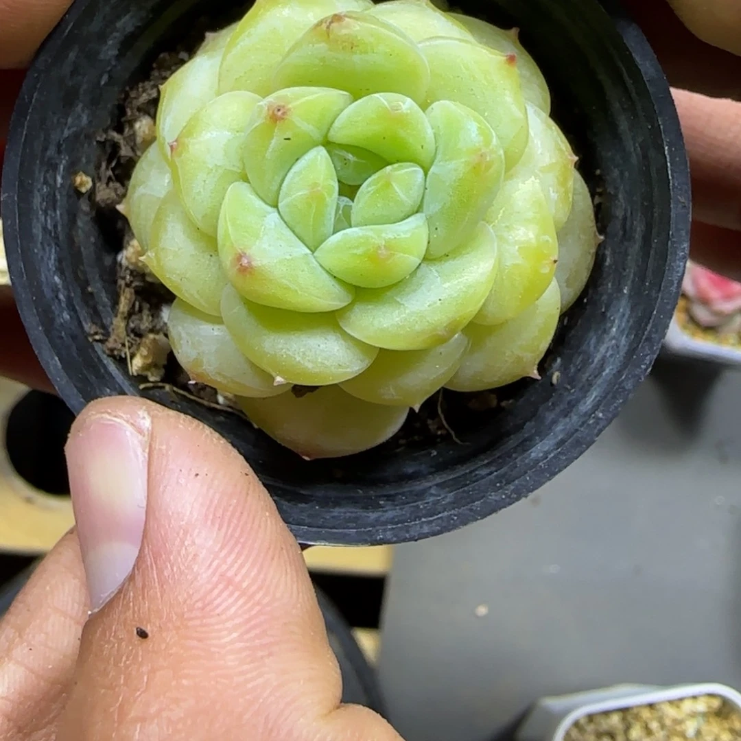 一物一拍麦秆珍妮04252