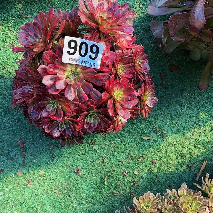 【闪购商品】909红金刚2-7
