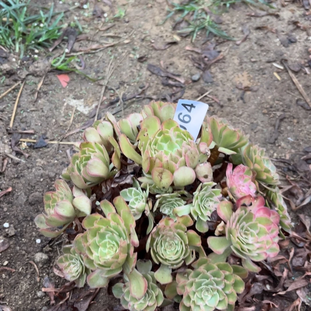 夏荷多肉法师064号