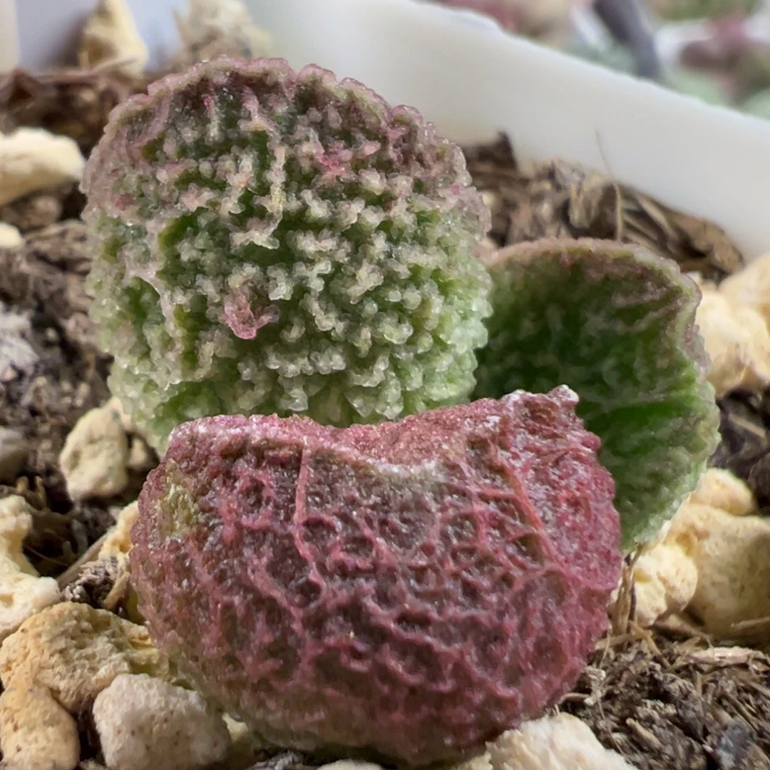 实生新品多肉植物水泡