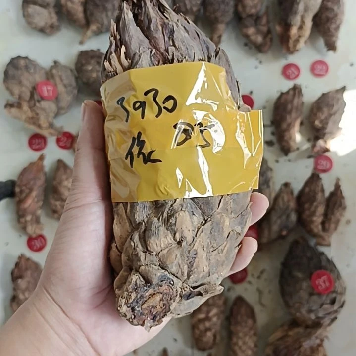 依***然完全开放白鳞铁一颗